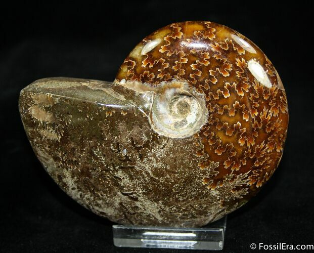 Inch Polished Ammonite From Madagascar #1919
